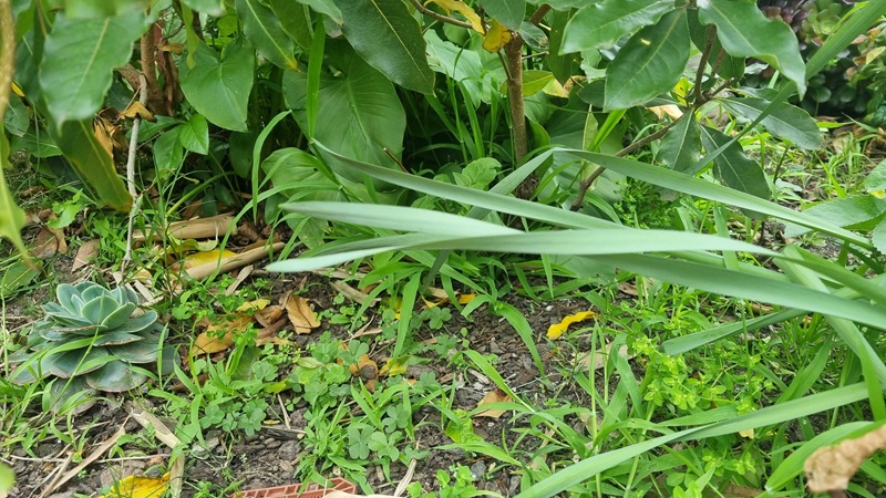 garden bed with weeds
